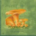 champi0005-3a.jpg (2574 octets)