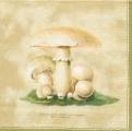 champi0005b.jpg (2560 octets)