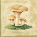 champi0005c.jpg (2587 octets)
