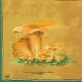 champi0006a.jpg (2610 octets)