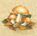 champi0026.jpg (3650 octets)