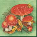 champi0017-1.jpg (3717 octets)
