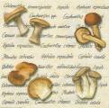 champi0019-1.jpg (4247 octets)