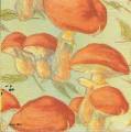 champi0026a.jpg (3263 octets)