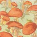 champi0026d.jpg (3395 octets)