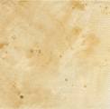 champi0028d.jpg (1783 octets)