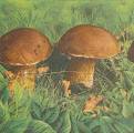 champi0033-1a.jpg (3704 octets)