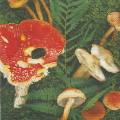 champi0043-1b.jpg (4001 octets)