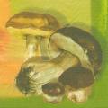champi0044-1b.jpg (2748 octets)
