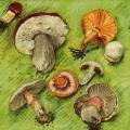champi0046-1.jpg (4239 octets)