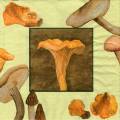 champi0049-1.jpg (3718 octets)