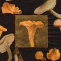 champi0049-2a.jpg (3482 octets)