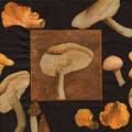 champi0049-2b.jpg (3532 octets)