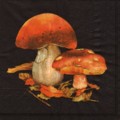 champi0050-2b.jpg (5002 octets)