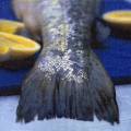 cuisine0080-1.jpg (3252 octets)