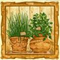 herbes0011-2a.jpg (4750 octets)