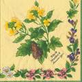herbes0022-1d.jpg (4488 octets)