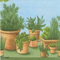 herbes0032.jpg (3701 octets)