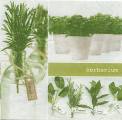 herbes0041-1.jpg (3728 octets)