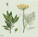herbes0044-1a.jpg (2843 octets)