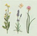 herbes0044-1b.jpg (2530 octets)