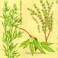 herbes0058-1a.jpg (4310 octets)