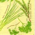 herbes0058-1b.jpg (4137 octets)