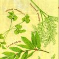 herbes0058-1d.jpg (4849 octets)