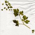 herbes0067-1c.jpg (3257 octets)