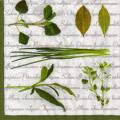 herbes0068-1a.jpg (4337 octets)