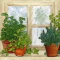 herbes0072-1a.jpg (4000 octets)