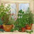 herbes0072-1b.jpg (4095 octets)