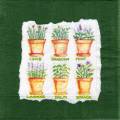 herbes0077-1.jpg (3451 octets)