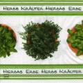 herbes0079-1b.jpg (4273 octets)