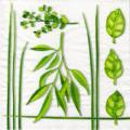 herbes0081-1.jpg (4085 octets)