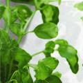 herbes0082-1a.jpg (3698 octets)