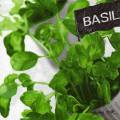 herbes0082-1b.jpg (4302 octets)