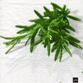 herbes0084-1.jpg (3372 octets)