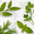herbes0085-1.jpg (3923 octets)