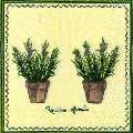 herbes0089-1.jpg (4600 octets)