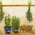 herbes0090-1b.jpg (4470 octets)