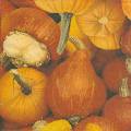 citrouille0032-1a.jpg (3202 octets)