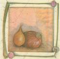 oignons0001-2a.jpg (3033 octets)