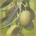 olives0050-1.jpg (3011 octets)