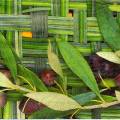 olives0078-1a.jpg (4424 octets)