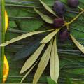 olives0078-1d.jpg (4160 octets)