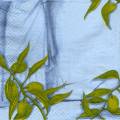 olives0107-1c.jpg (3459 octets)