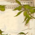 olives0107-2a.jpg (3084 octets)