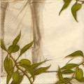 olives0107-2c.jpg (3318 octets)