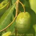 olives0112-1.jpg (3167 octets)